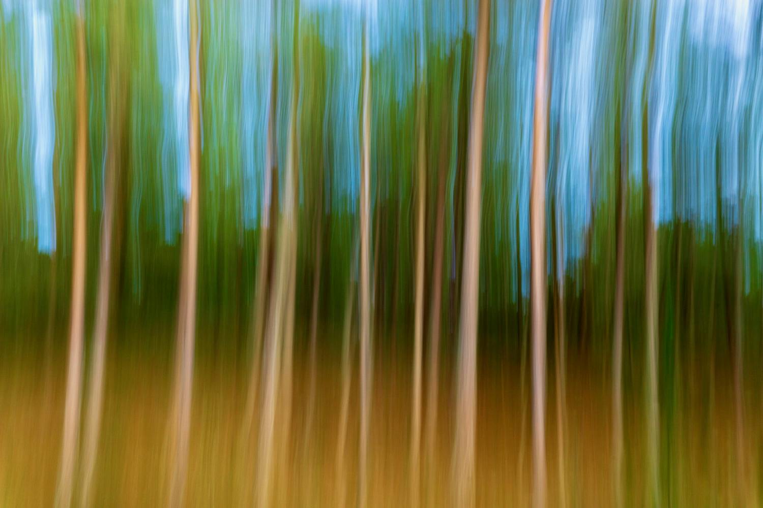 Træer i skov med bevægelsessløring.